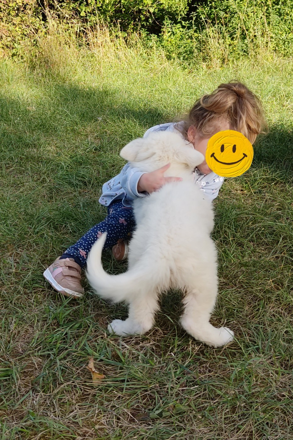 Portées berger blanc suisse pour 2027