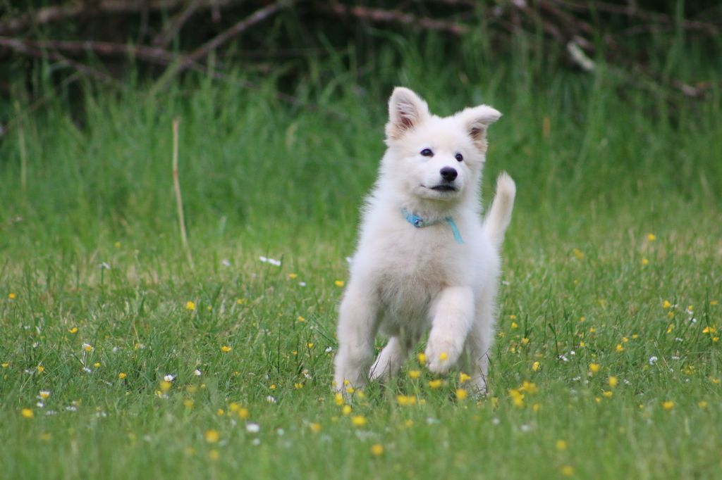 de l'ange Gardien de Faujus - Chiot mâle berger blanc suisse LOF