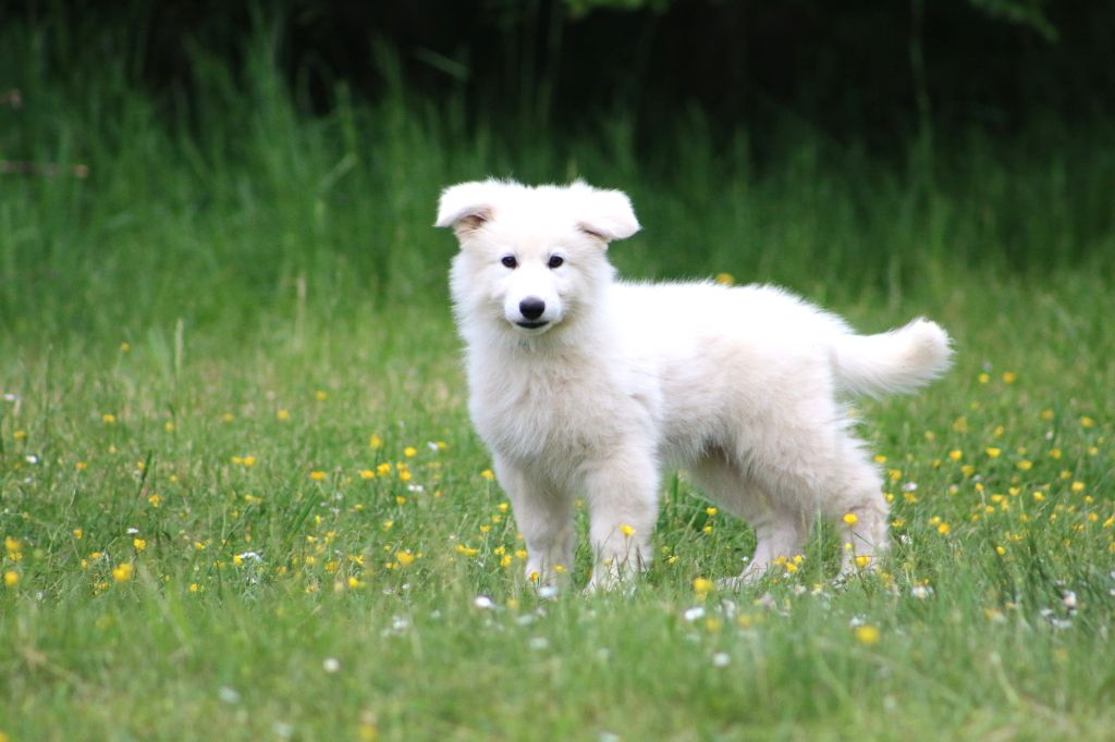 de l'ange Gardien de Faujus - Chiot male berger blanc suisse LOF disponible