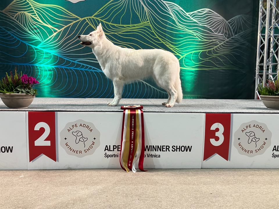 Tafta de l'Ange Gardien de Faujus, Championne de Slovénie