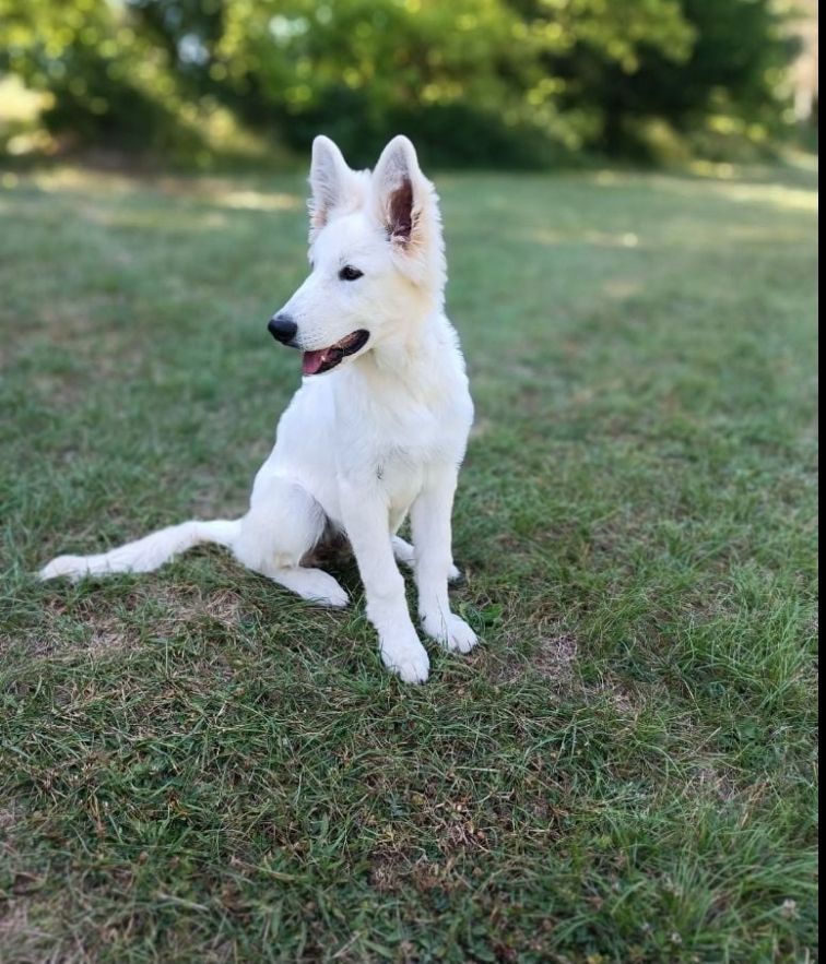 de l'ange Gardien de Faujus - Chiot femelle berger blanc suisse disponible