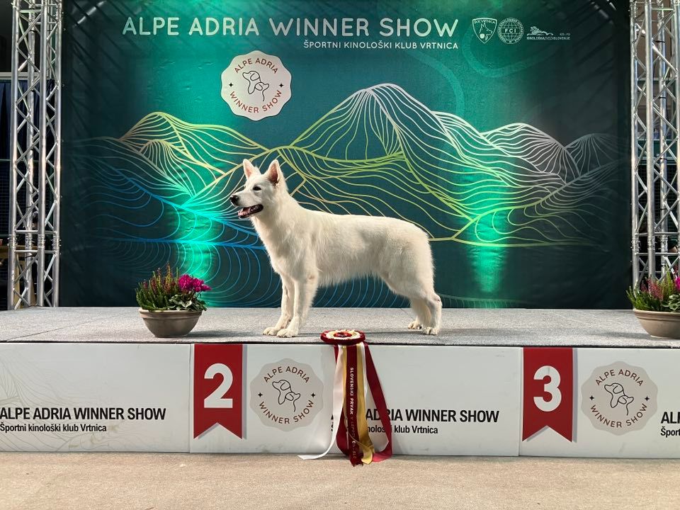 Very Lovely Rubis des Blancs de Souilly, Championne de Slovénie