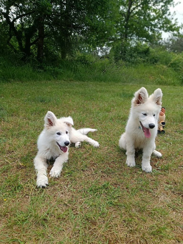 de l'ange Gardien de Faujus - Plus que deux chiots mâles LOF disponibles maintenant