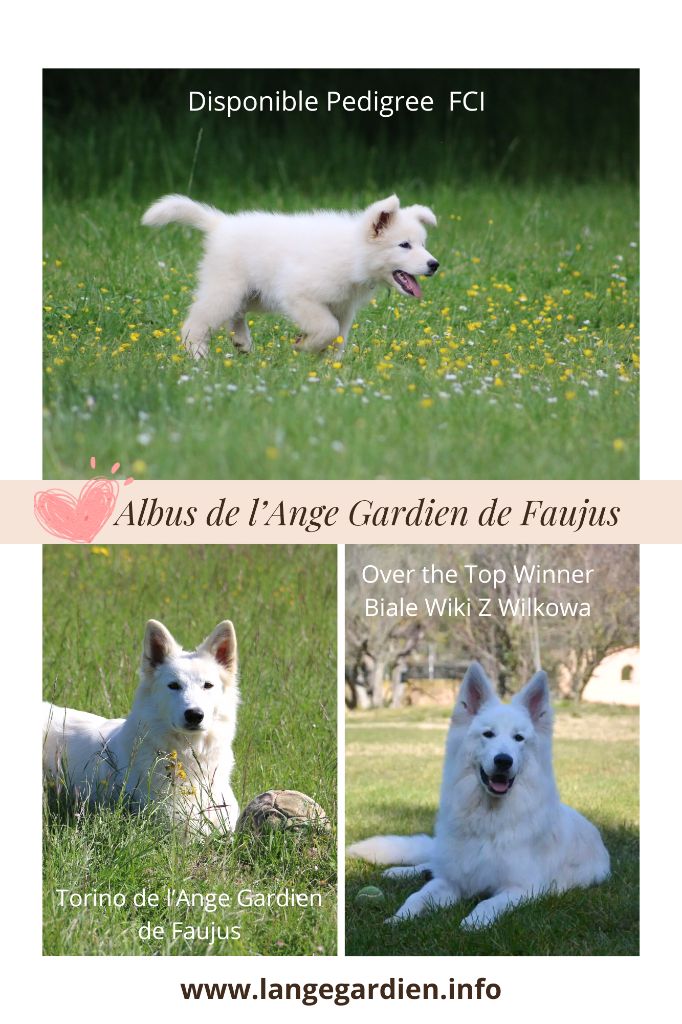 Chiot male berger blanc suisse  LOF disponible