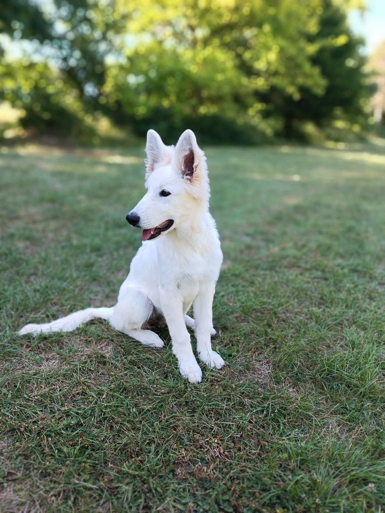 Chiot femelle berger blanc suisse LOF disponible