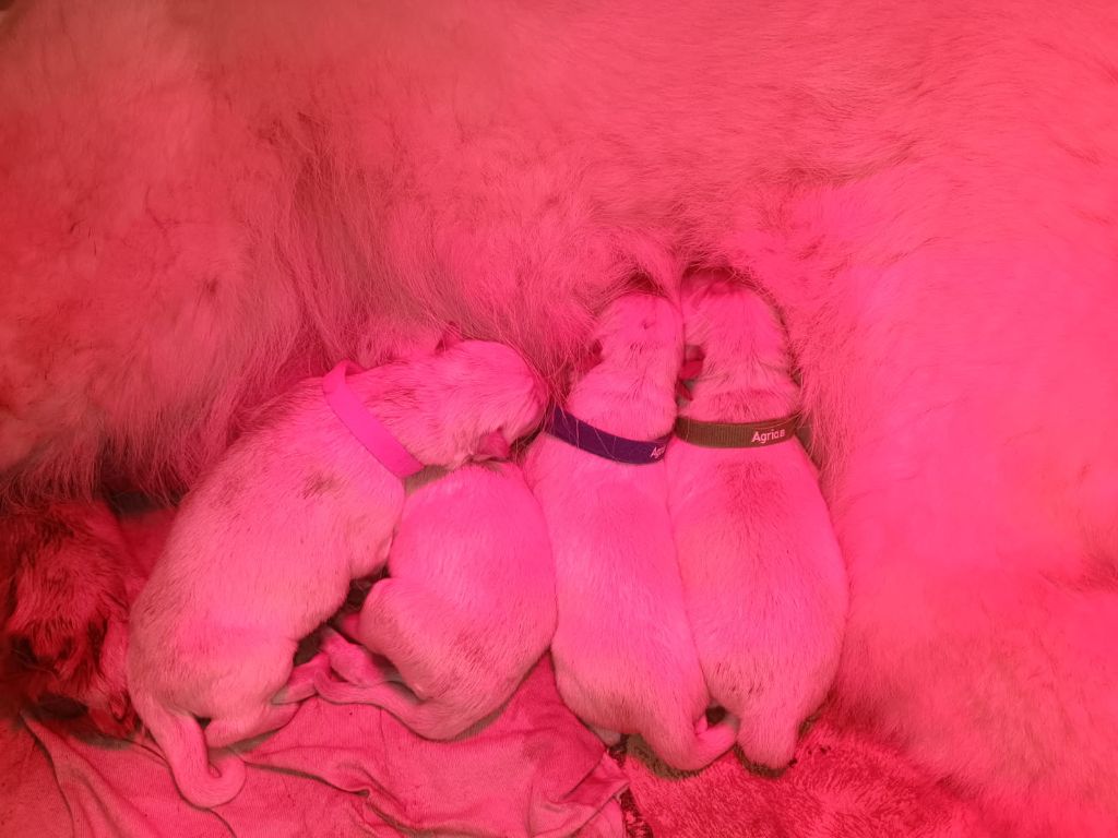de l'ange Gardien de Faujus - Naissance chiots pepper le 21 juin 2025