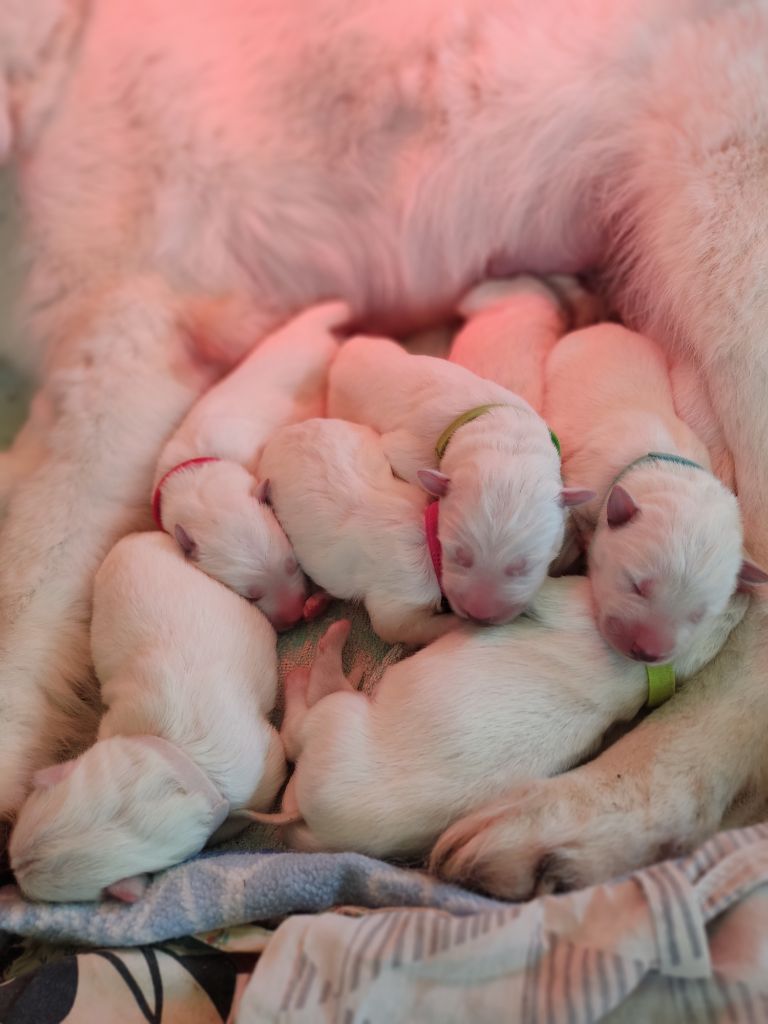 de l'ange Gardien de Faujus - Naissance février 2025