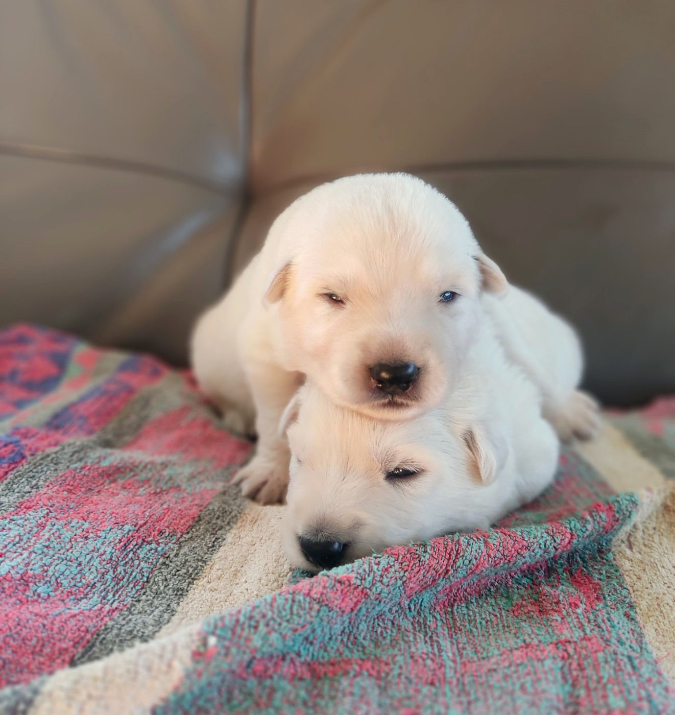 de l'ange Gardien de Faujus - Chiots disponibles - Berger Blanc Suisse