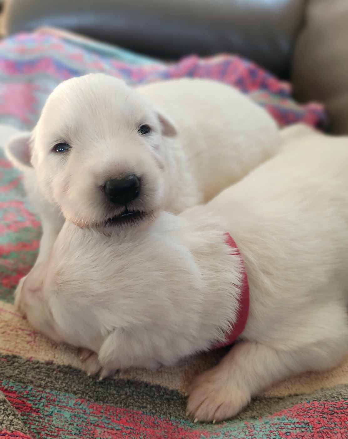 de l'ange Gardien de Faujus - Chiots disponibles - Berger Blanc Suisse