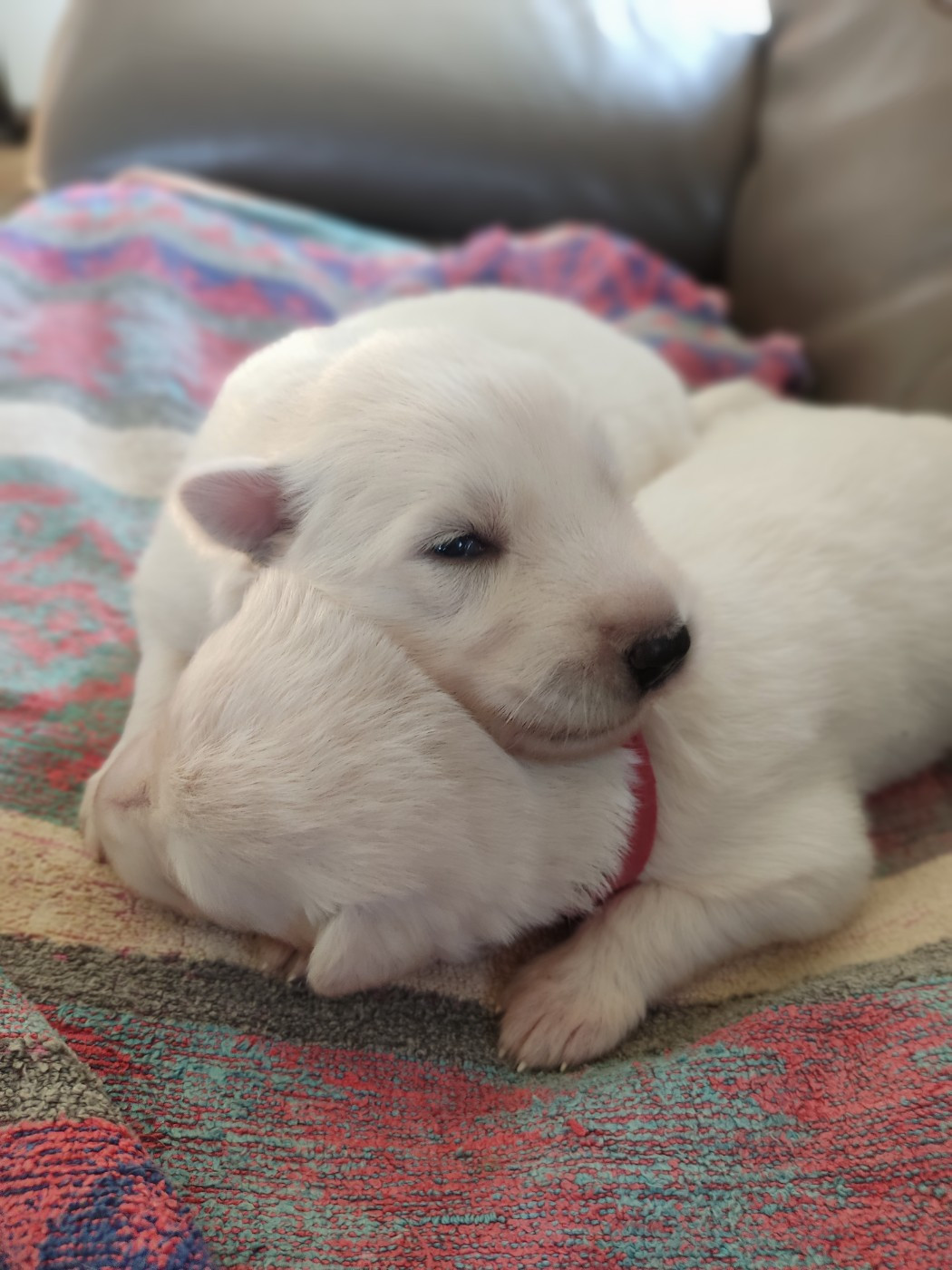 de l'ange Gardien de Faujus - Chiots disponibles - Berger Blanc Suisse