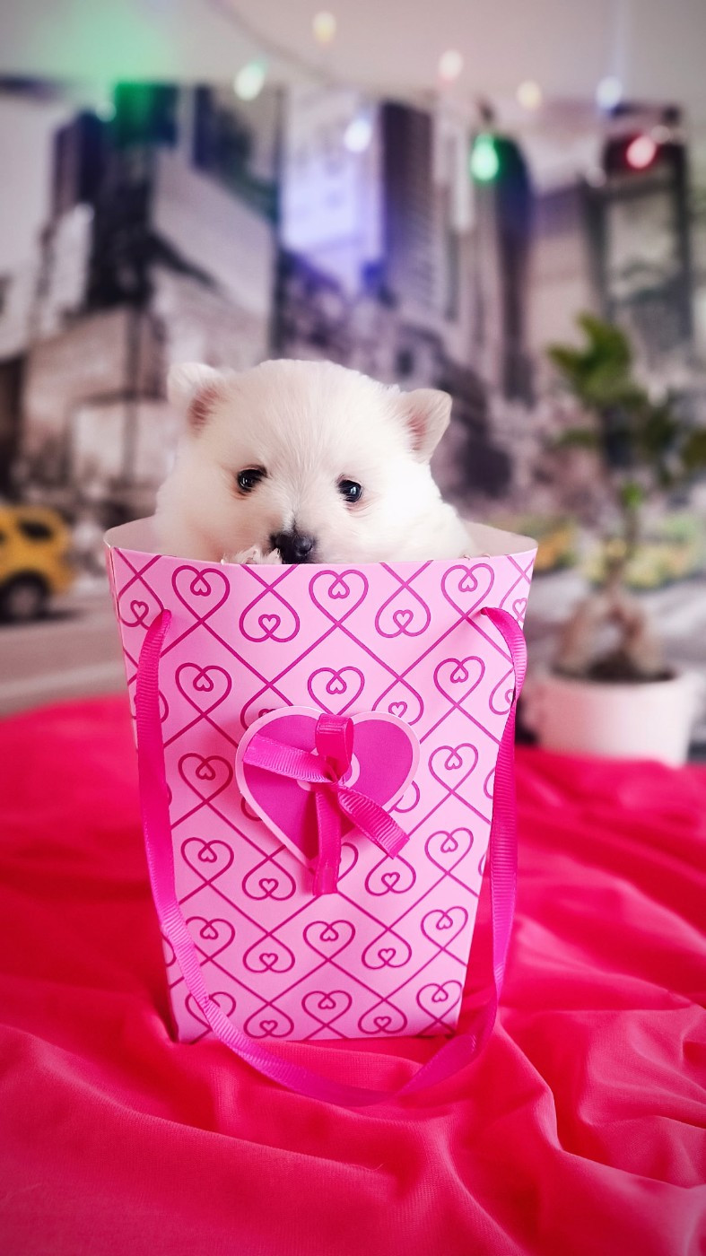 de l'ange Gardien de Faujus - Chiots disponibles - Spitz allemand