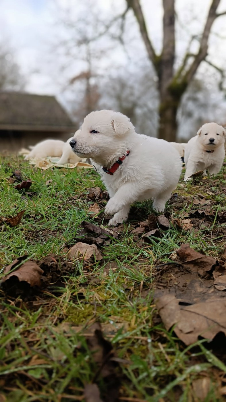 de l'ange Gardien de Faujus - Chiots disponibles - Berger Blanc Suisse
