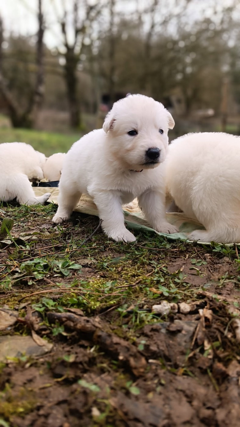 de l'ange Gardien de Faujus - Chiots disponibles - Berger Blanc Suisse