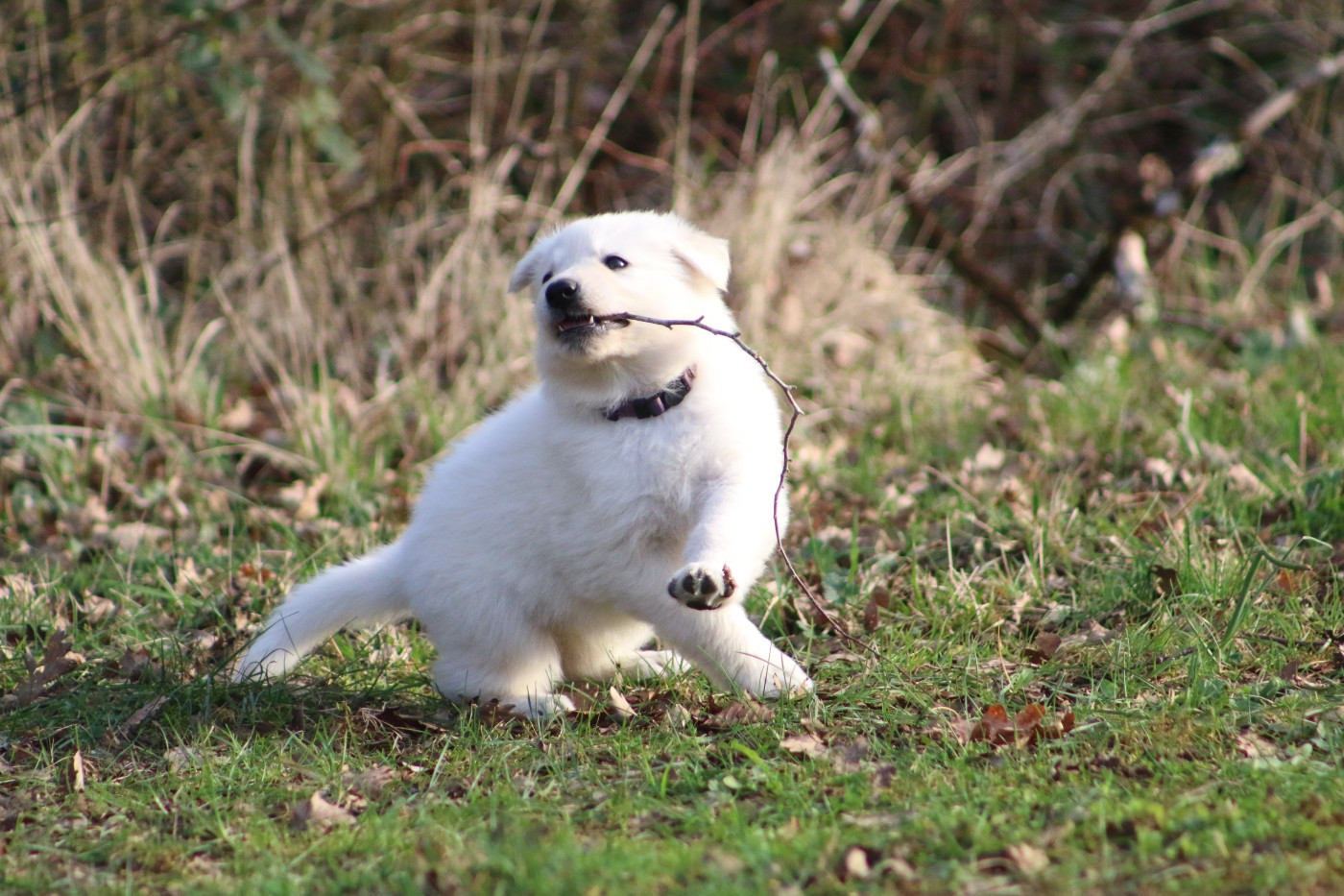 de l'ange Gardien de Faujus - Chiots disponibles - Berger Blanc Suisse