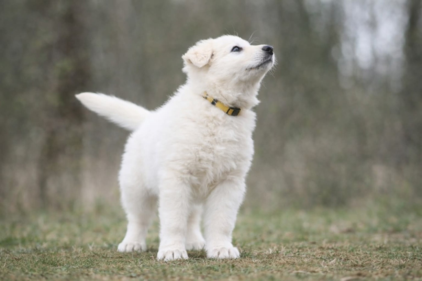 de l'ange Gardien de Faujus - Chiots disponibles - Berger Blanc Suisse