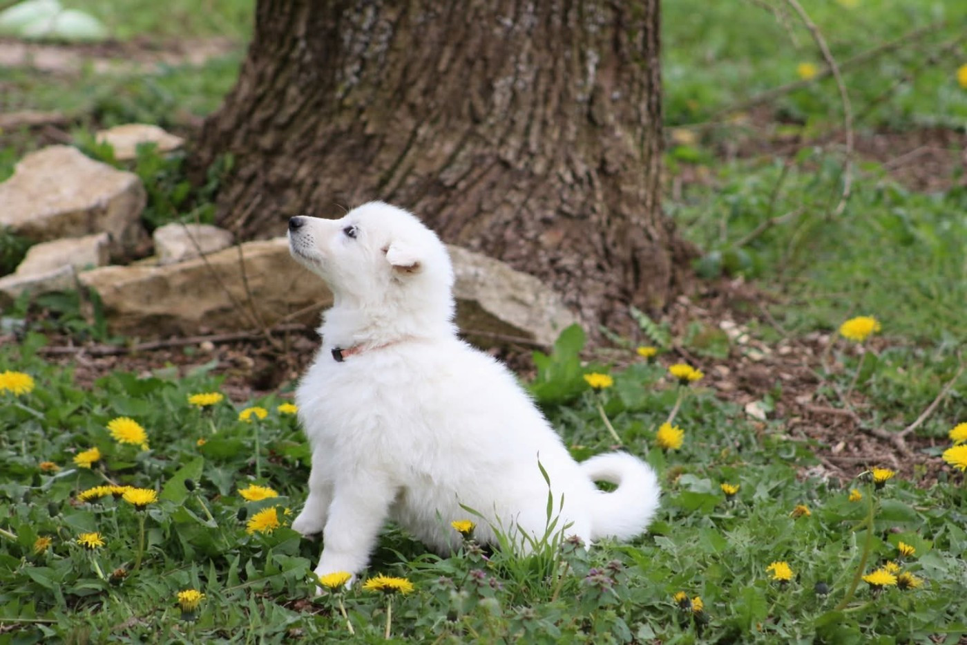 de l'ange Gardien de Faujus - Chiots disponibles - Berger Blanc Suisse