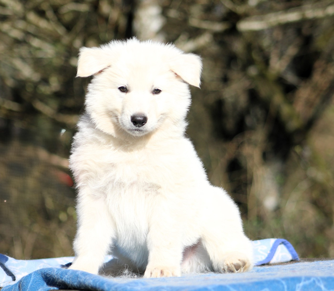 de l'ange Gardien de Faujus - Chiots disponibles - Berger Blanc Suisse