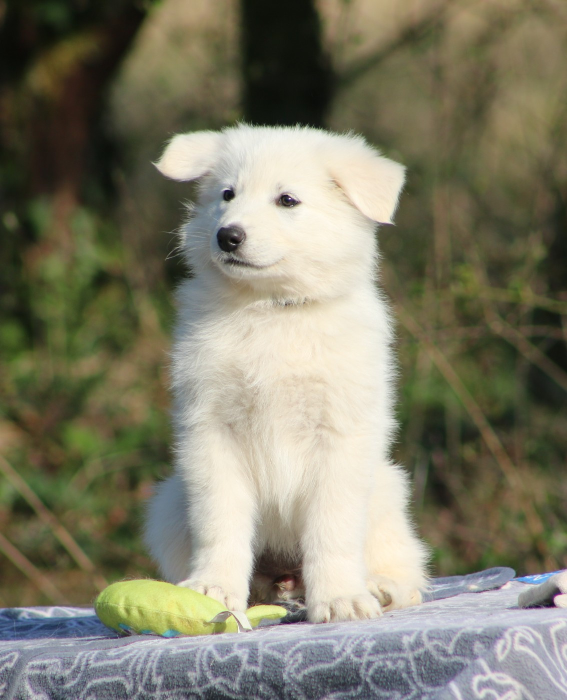de l'ange Gardien de Faujus - Chiots disponibles - Berger Blanc Suisse