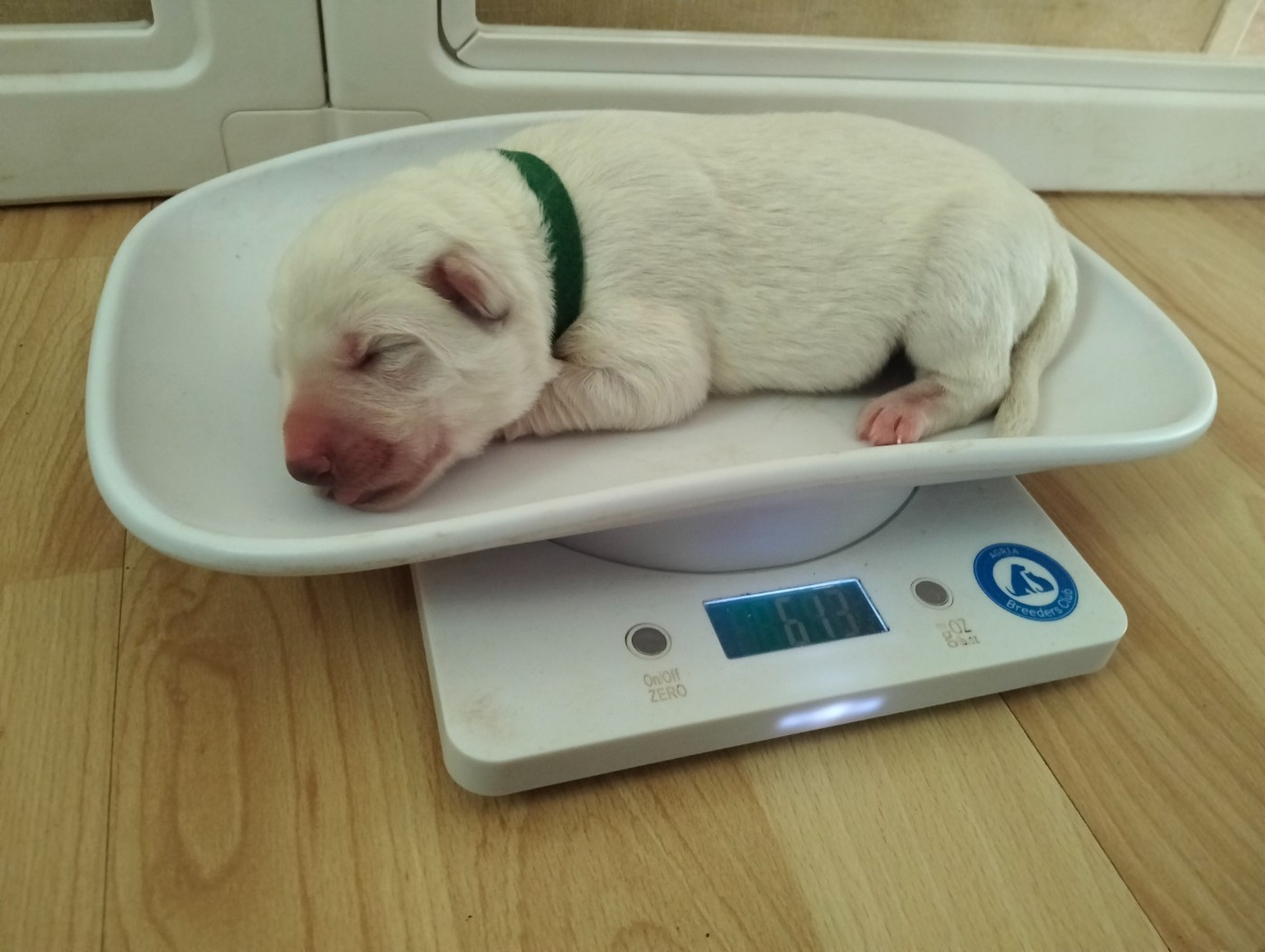 de l'ange Gardien de Faujus - Chiots disponibles - Berger Blanc Suisse