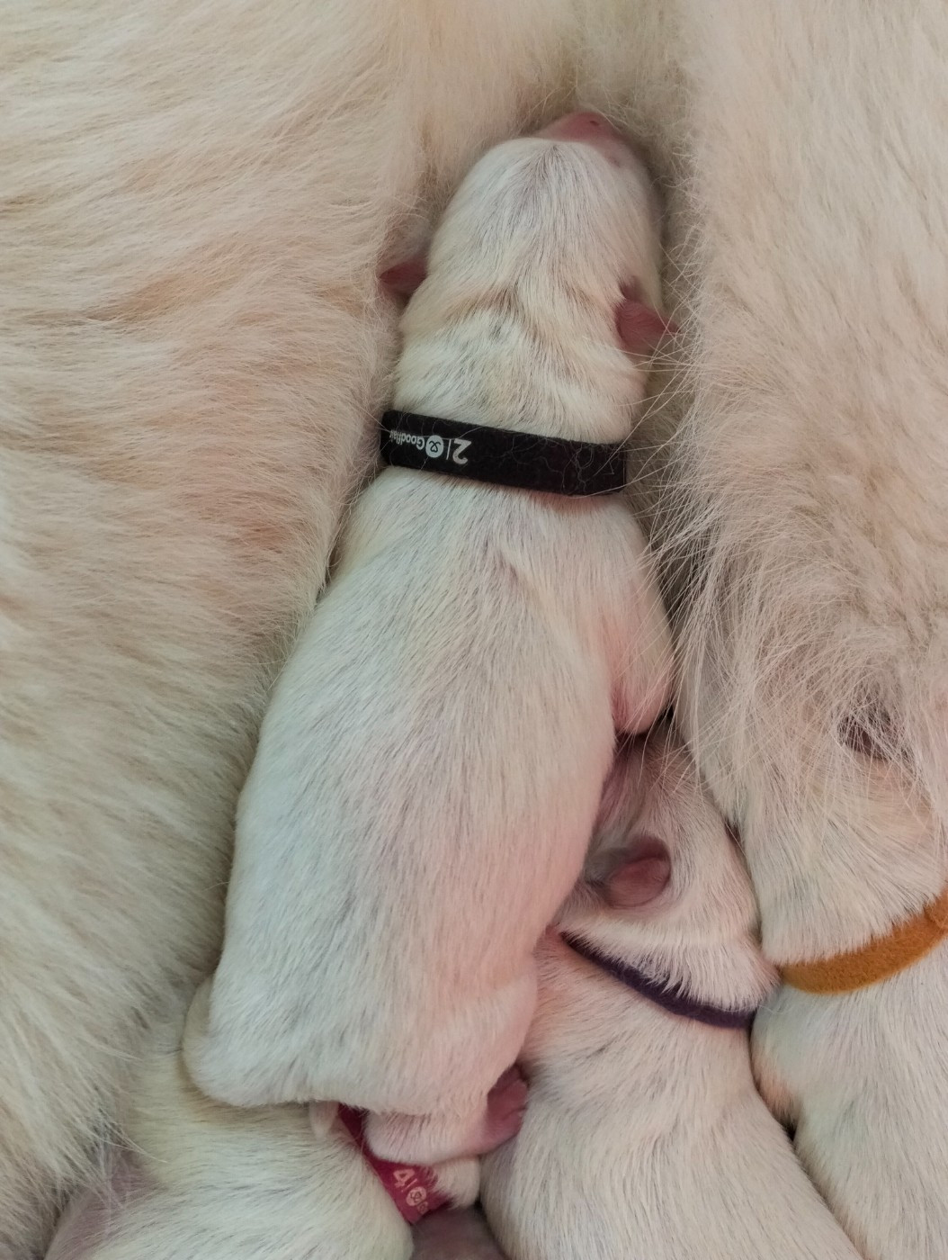 de l'ange Gardien de Faujus - Chiots disponibles - Berger Blanc Suisse