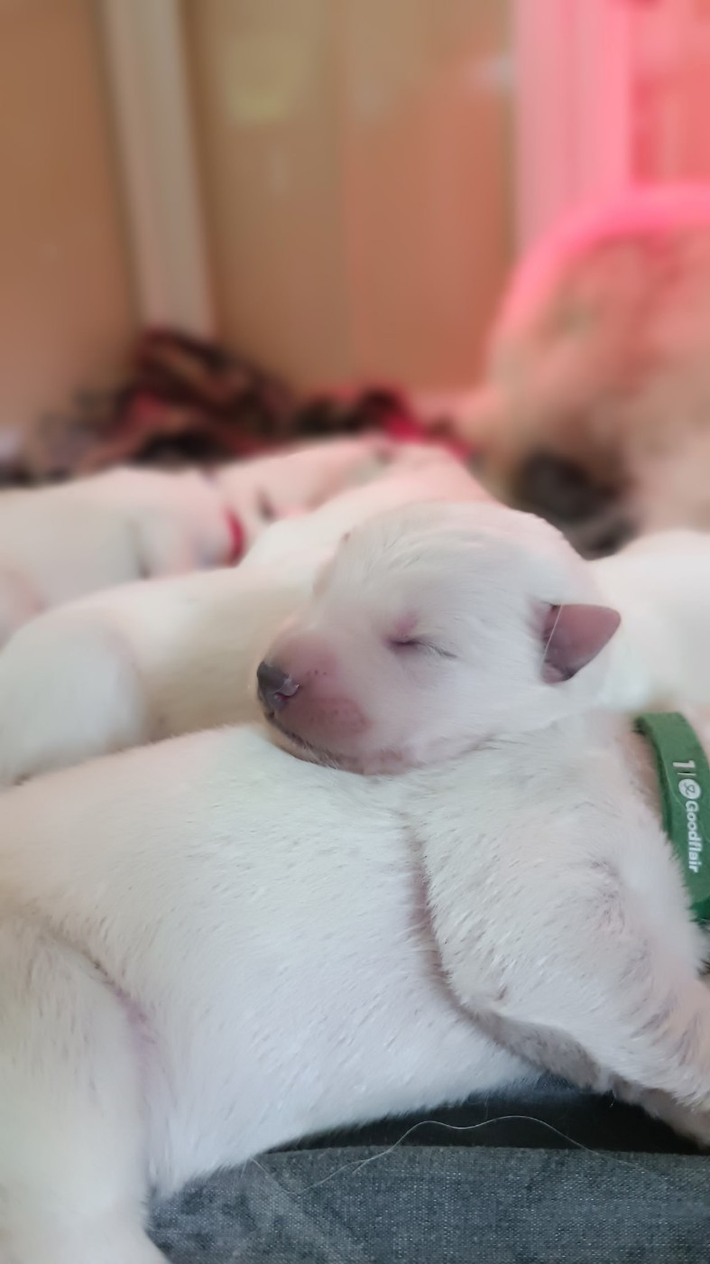 de l'ange Gardien de Faujus - Chiots disponibles - Berger Blanc Suisse