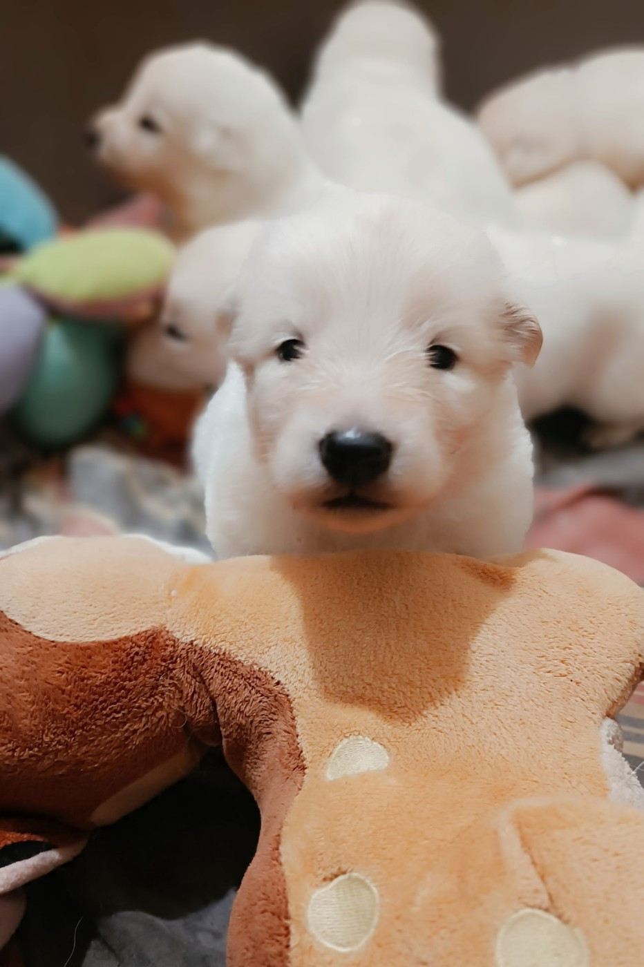 de l'ange Gardien de Faujus - Chiots disponibles - Berger Blanc Suisse