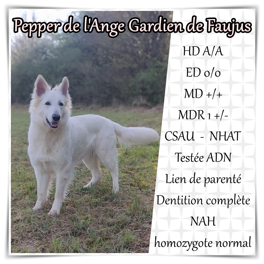 de l'ange Gardien de Faujus - Berger Blanc Suisse - Portée née le 07/06/2026