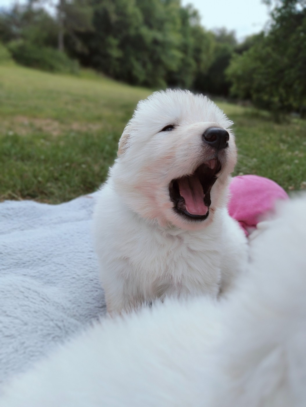 de l'ange Gardien de Faujus - Chiots disponibles - Berger Blanc Suisse