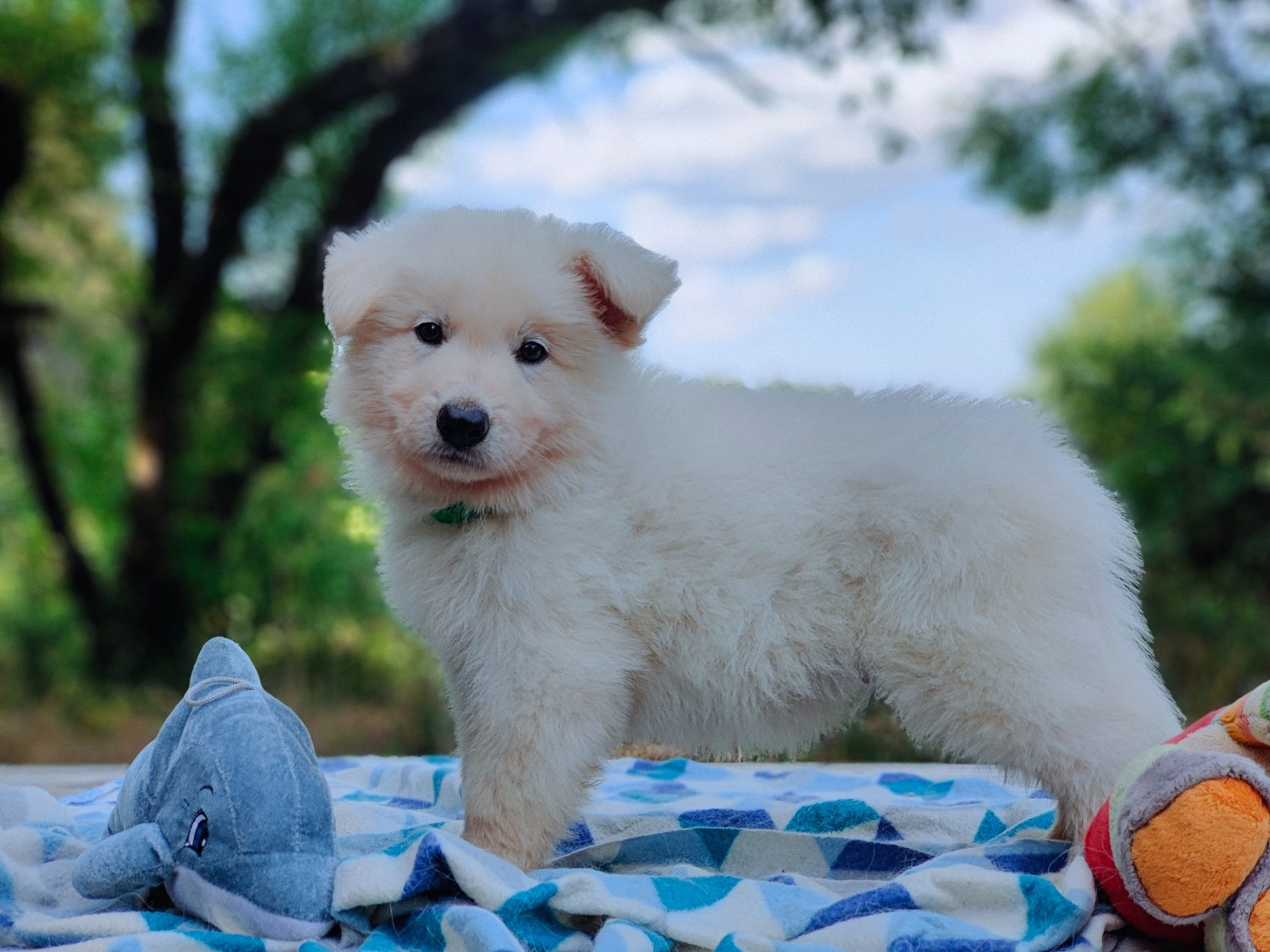 de l'ange Gardien de Faujus - Chiots disponibles - Berger Blanc Suisse