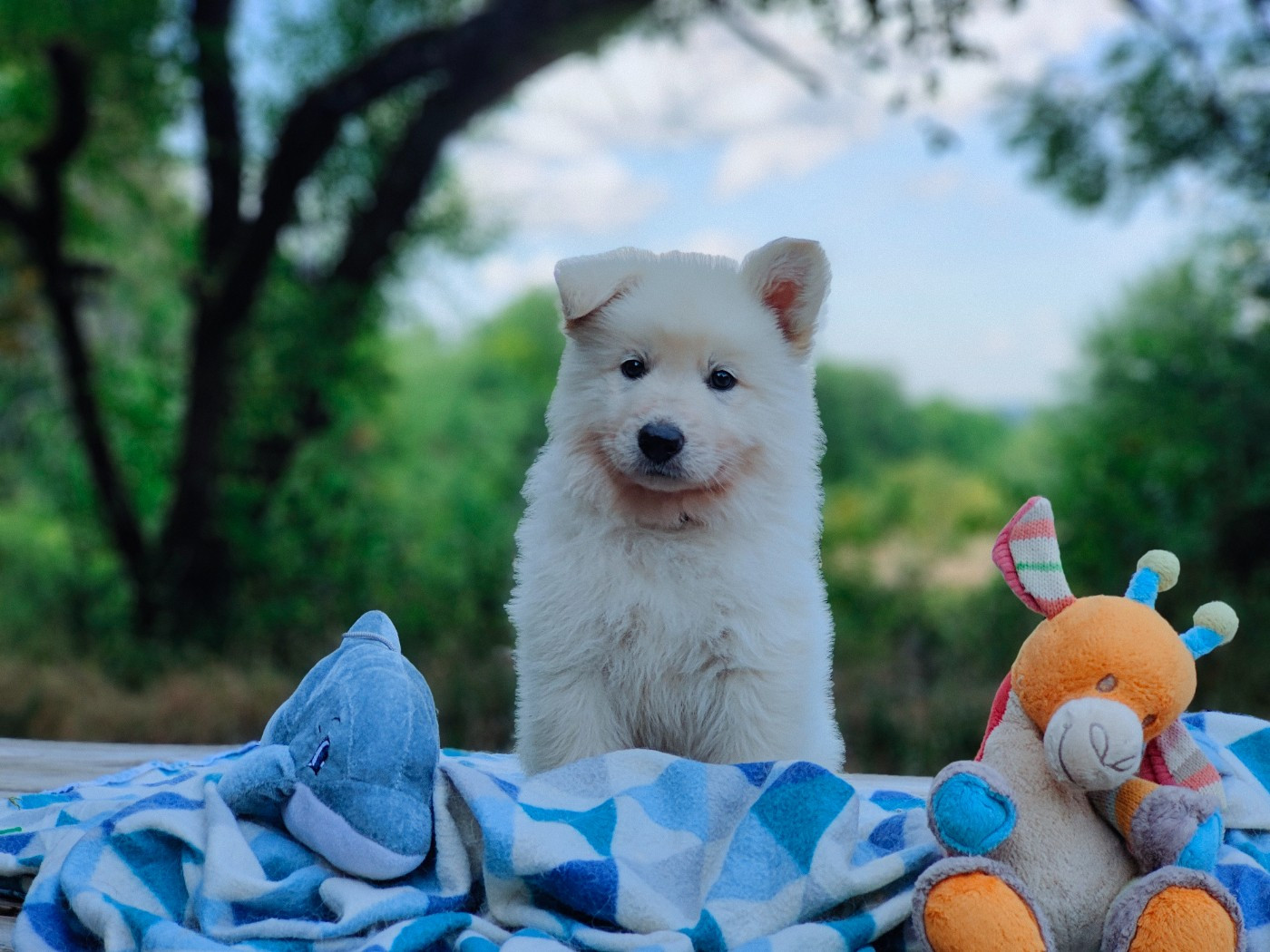 de l'ange Gardien de Faujus - Chiots disponibles - Berger Blanc Suisse