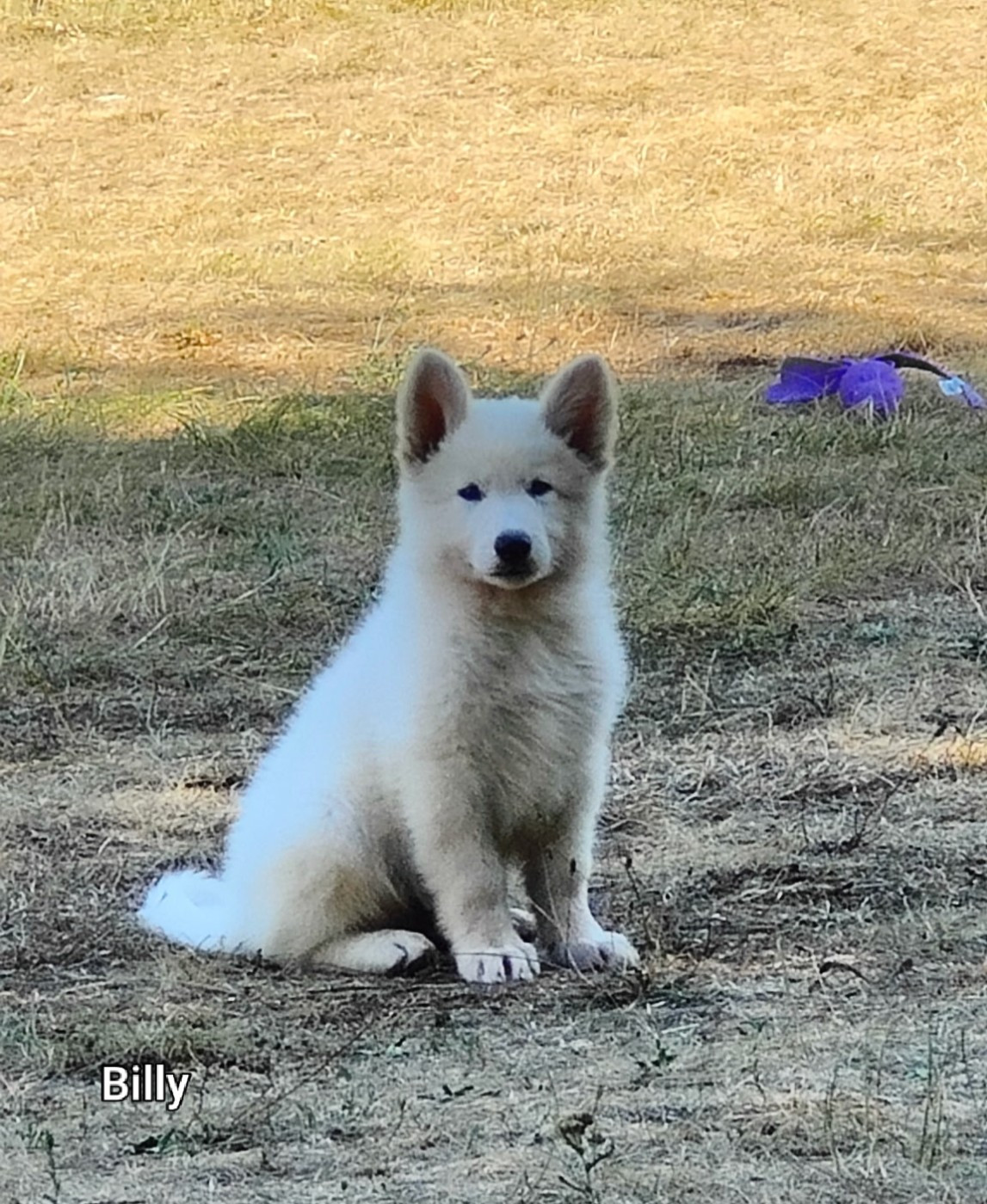 de l'ange Gardien de Faujus - Chiots disponibles - Berger Blanc Suisse