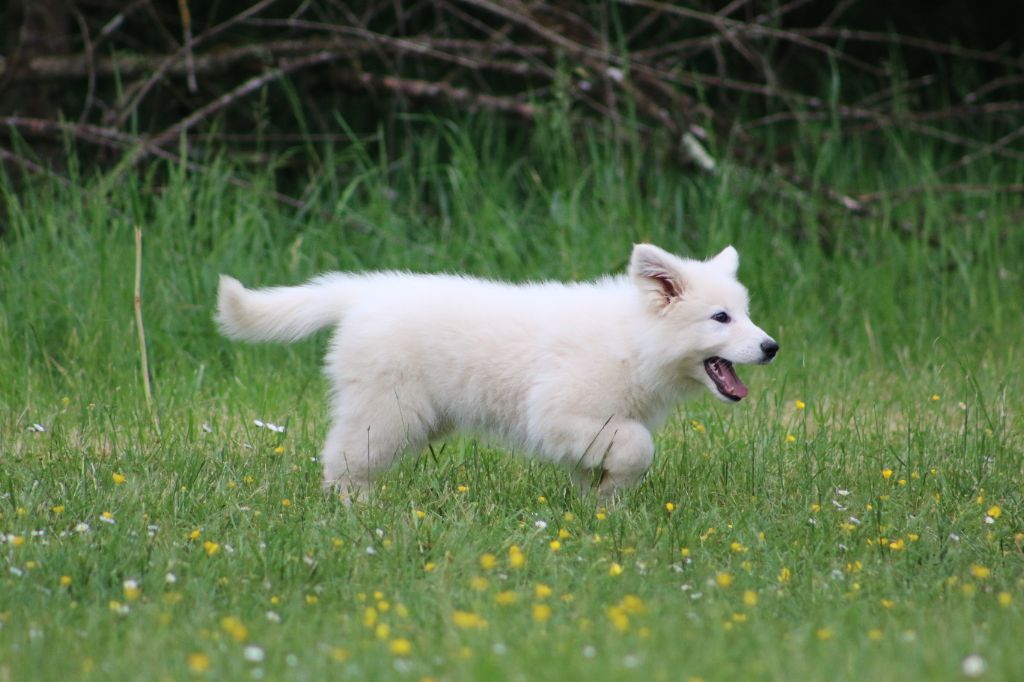 de l'ange Gardien de Faujus - Chiots disponibles - Berger Blanc Suisse