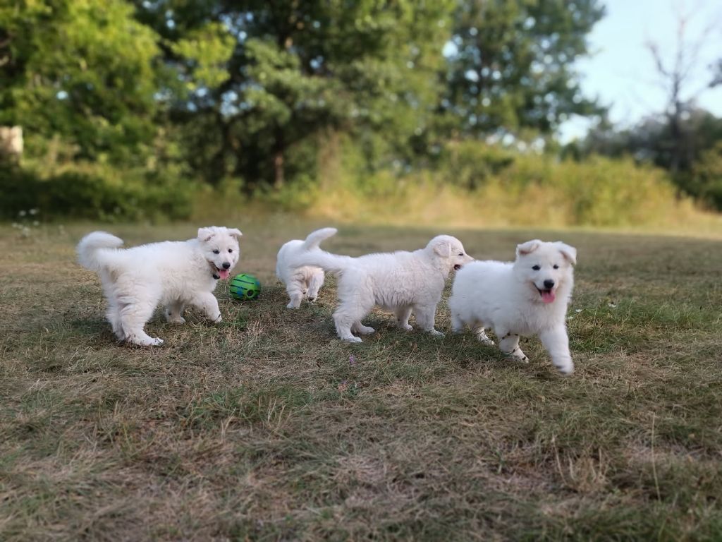 de l'ange Gardien de Faujus - Berger Blanc Suisse - Portée née le 21/06/2025