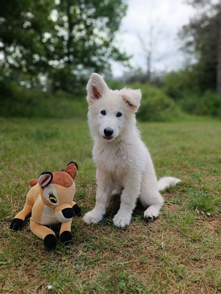 de l'ange Gardien de Faujus - Chiots disponibles - Berger Blanc Suisse