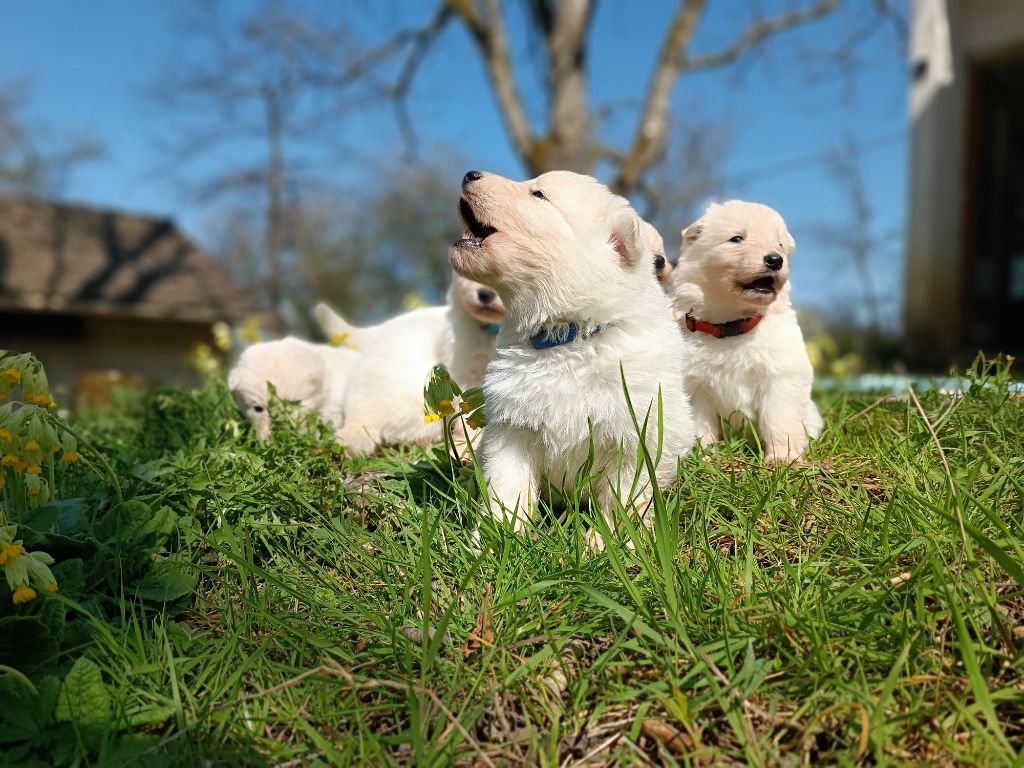 de l'ange Gardien de Faujus - Chiots disponibles - Berger Blanc Suisse
