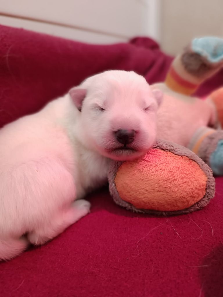 de l'ange Gardien de Faujus - Chiots disponibles - Berger Blanc Suisse