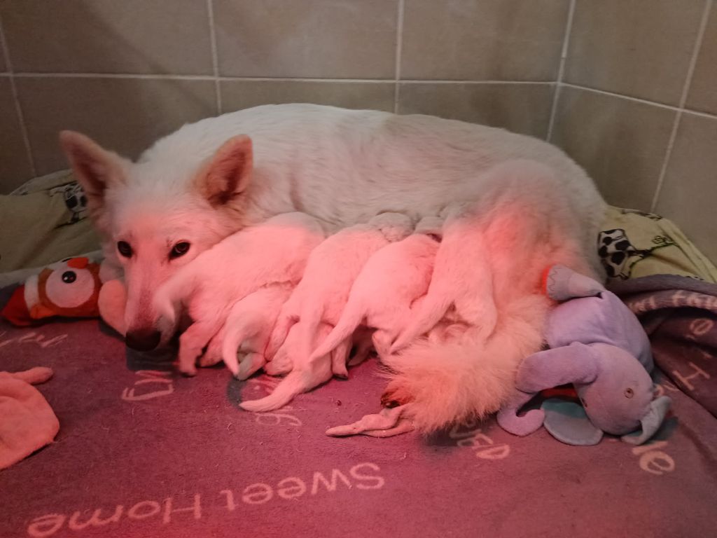 de l'ange Gardien de Faujus - Chiots disponibles - Berger Blanc Suisse