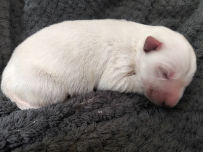 Chiot N°1