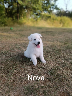 Nova