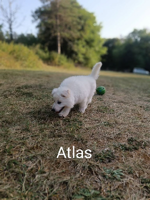 Atlas