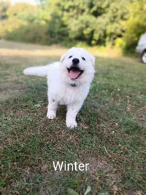Aros Winter