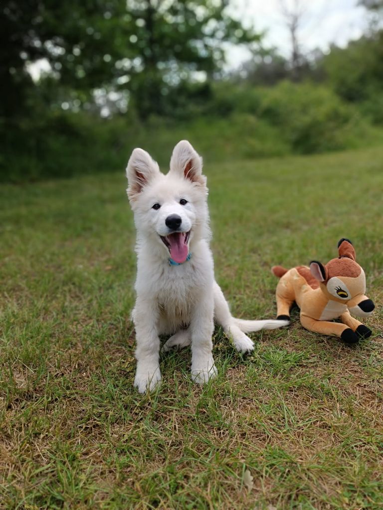 de l'ange Gardien de Faujus - Chiots disponibles - Berger Blanc Suisse