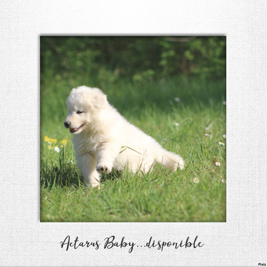 de l'ange Gardien de Faujus - Chiots disponibles - Berger Blanc Suisse