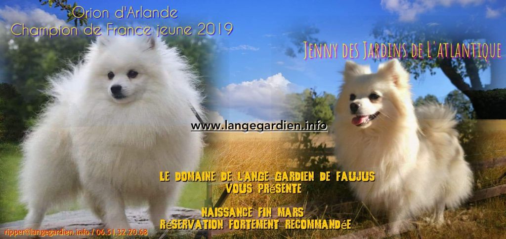 de l'ange Gardien de Faujus - Spitz allemand - Portée née le 01/04/2020