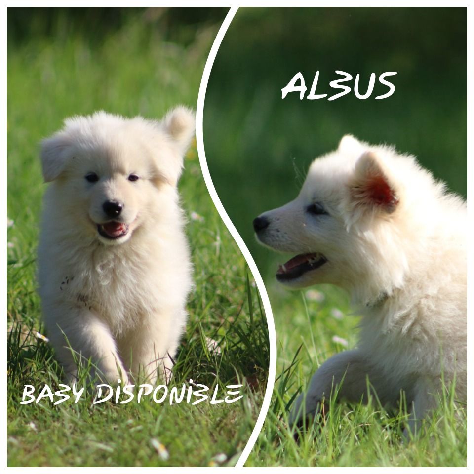 de l'ange Gardien de Faujus - Chiots disponibles - Berger Blanc Suisse