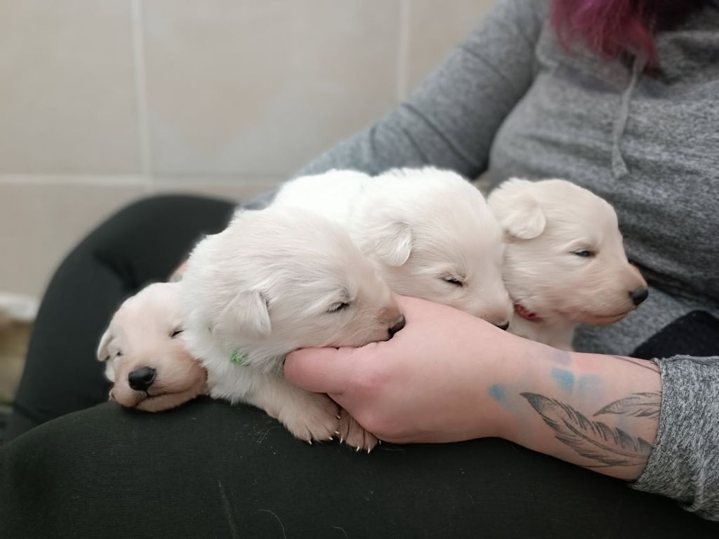 Chiot Berger Blanc Suisse de l'ange Gardien de Faujus