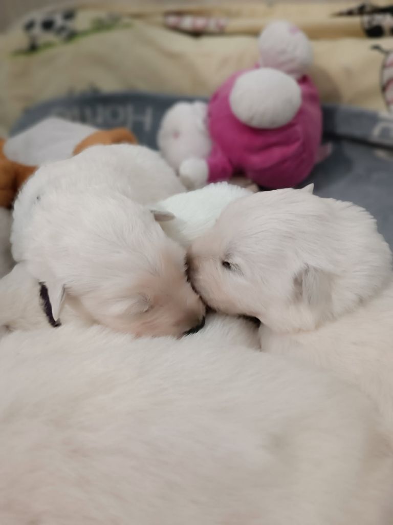 de l'ange Gardien de Faujus - Chiots disponibles - Berger Blanc Suisse